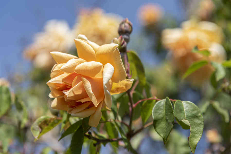 Rosa naranja - parque de Cervantes - Barcelona - Catalunya 5.jpg